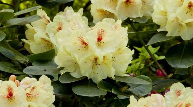 Uprawa Rhododendronów w przydomowych ogrodach
